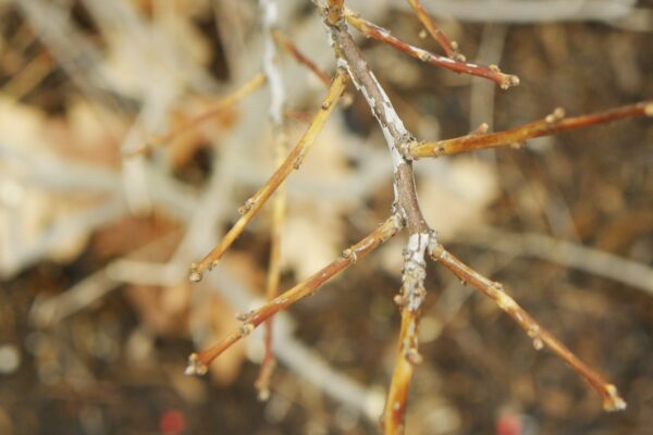 Ilex verticillata - Buds