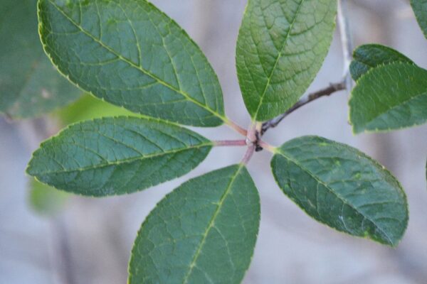 Ilex verticillata - Leaf