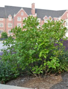 Ilex verticillata - Overall Shrub Habit