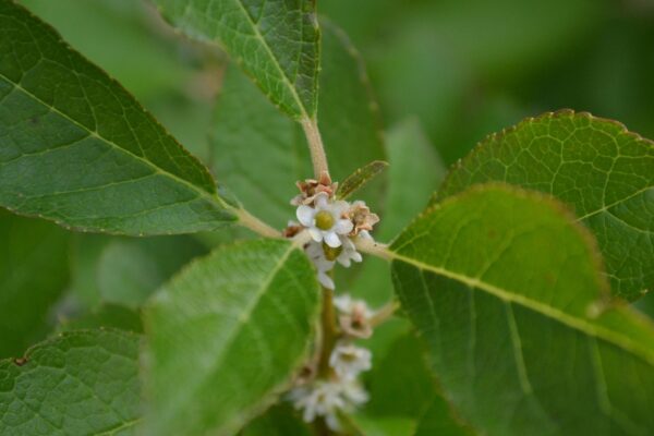 Ilex verticillata - Flower