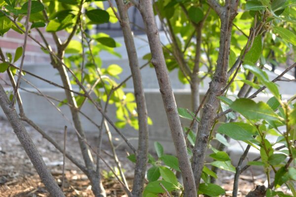 Ilex verticillata - Shrub Branches