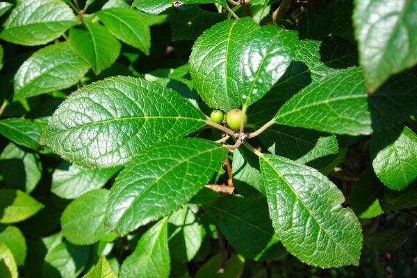 Ilex verticillata - Leaves & Immature Fruit