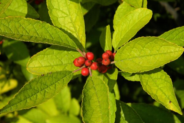 Ilex verticillata - Fall Foliage & Fruit