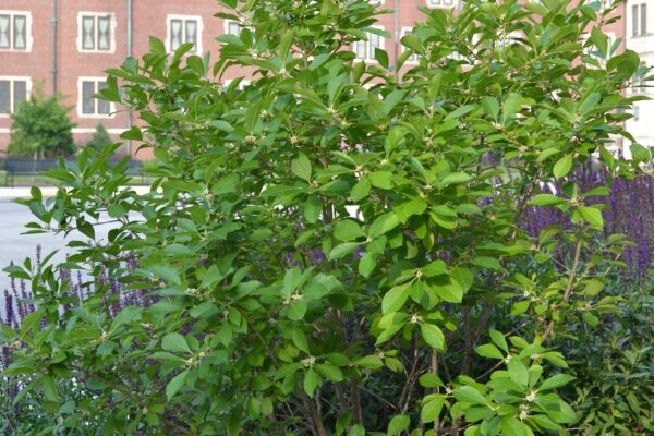 Ilex verticillata - Overall Shrub Habit