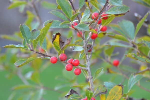 Ilex verticillata - Fruit