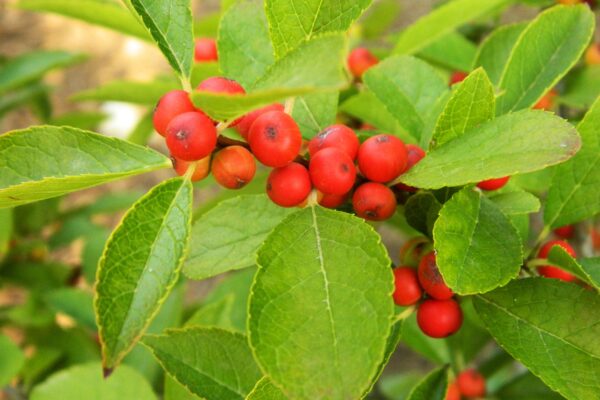 Ilex verticillata - Fruit