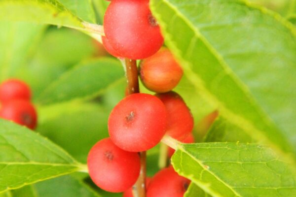 Ilex verticillata - Fruit