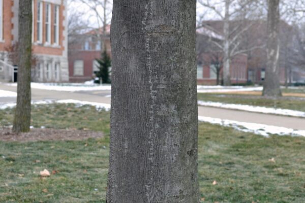 Acer rubrum - Bark