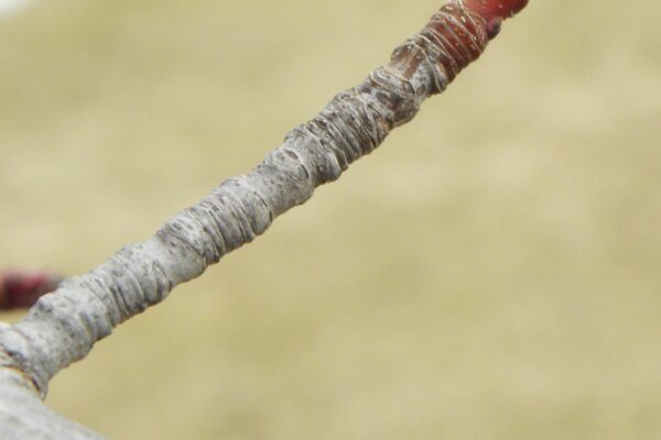 Acer rubrum - Bud