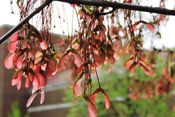 Acer rubrum - Samaras