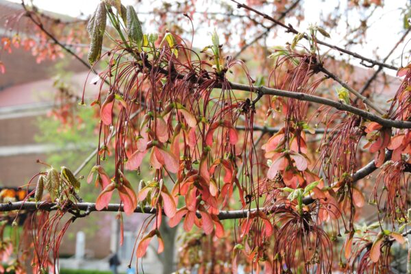 Acer rubrum - Samaras