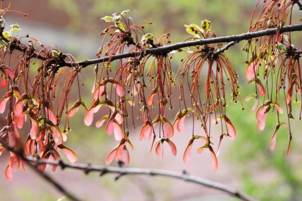 Acer rubrum - Samaras