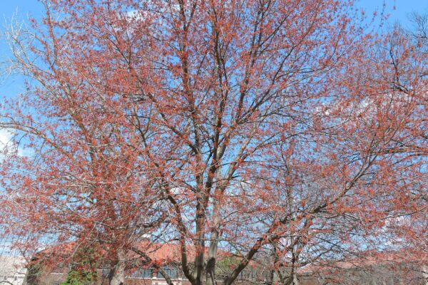 Acer rubrum - Flowering Habit