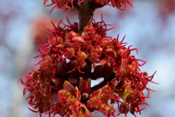 Acer rubrum - Flower