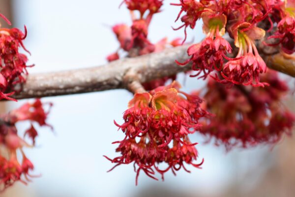 Acer rubrum - Flower