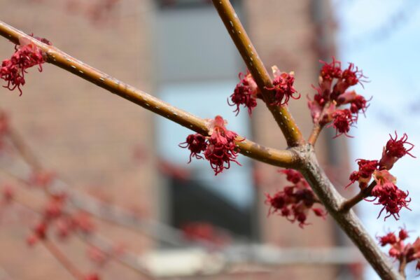 Acer rubrum - Stem