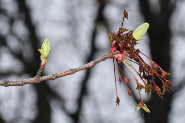 Acer rubrum - Emerging Foliage and Flowers
