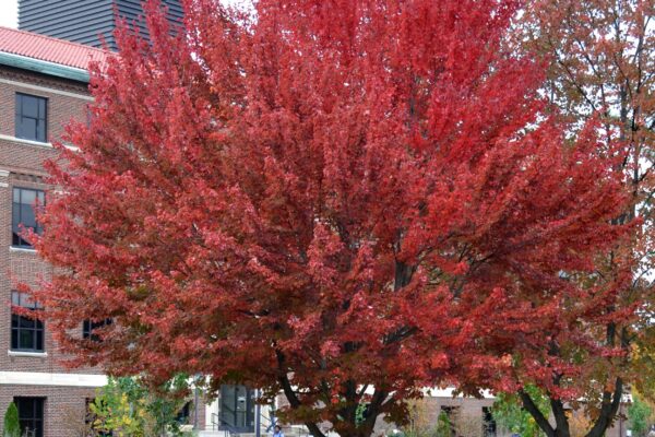 Acer rubrum - Overall Tree in Fall