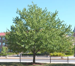 Acer rubrum - Overall Tree in Summer