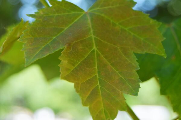 Acer rubrum - Leaf