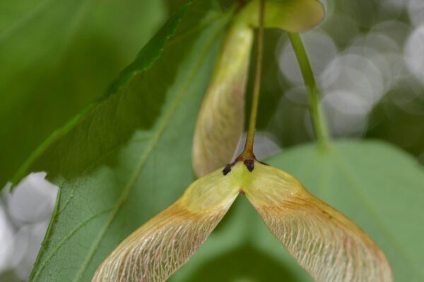 Acer rubrum - Samara