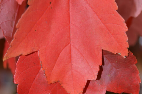 Acer rubrum - Fall Leaf