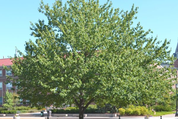 Acer rubrum - Overall Tree in Summer