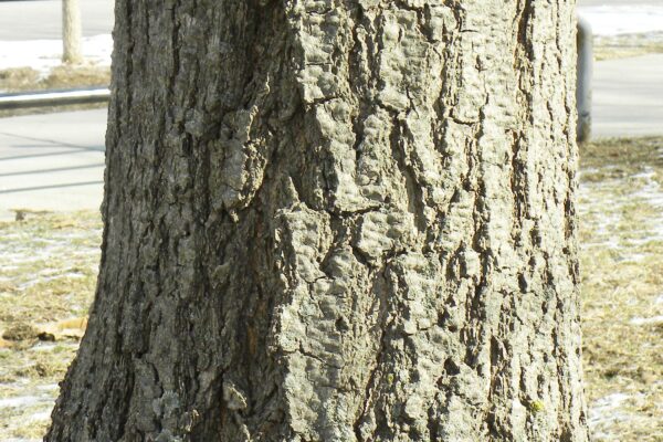 Acer rubrum - Bark