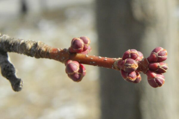 Acer rubrum - Bud