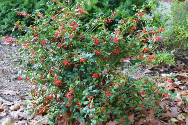 Ilex × meserveae - Habit with Fruit