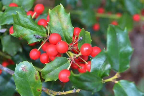 Ilex × meserveae - Fruit & Foliage