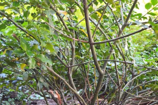 Ilex × meserveae - Bark