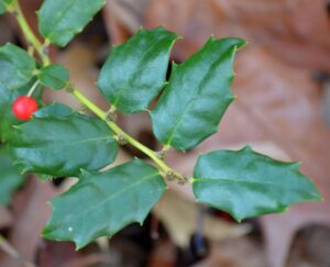 Ilex × meserveae - Foliage