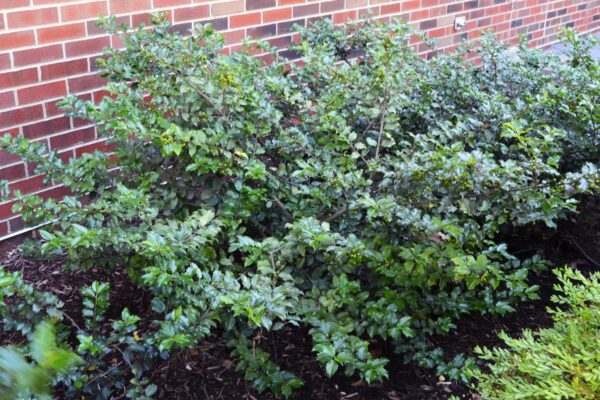 Ilex × meserveae - Habit