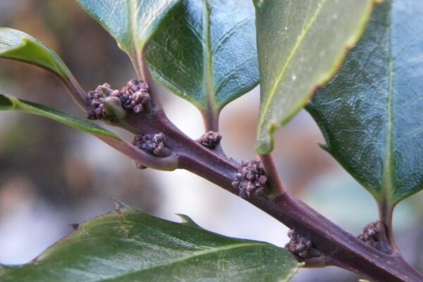 Ilex × meserveae - Foliage and Buds