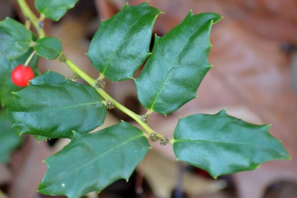 Ilex × meserveae - Foliage