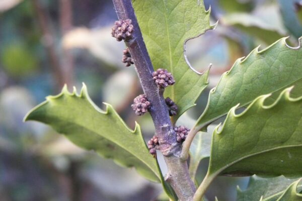 Ilex × meserveae - Buds