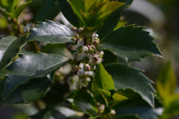 Ilex × meserveae ′Conapry′ [sold as Blue Princess®] - Flowers and Flower Buds