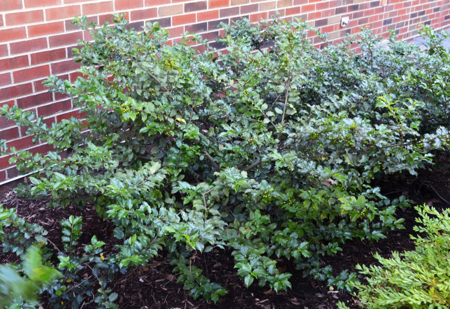 Ilex  meserveae 'Conapry' [sold as Blue Princess]  Purdue Arboretum  Explorer