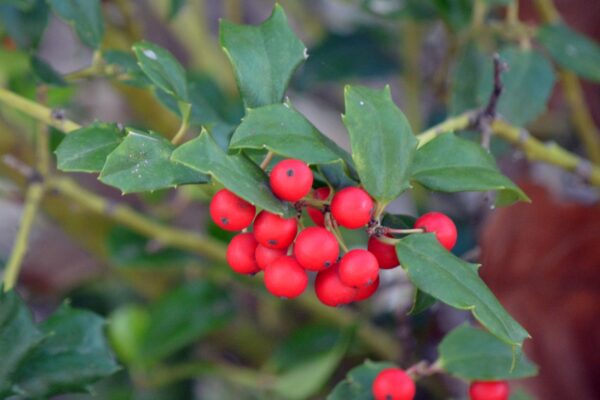 Ilex × meserveae ′Conapry′ [sold as Blue Princess®] - Fruit