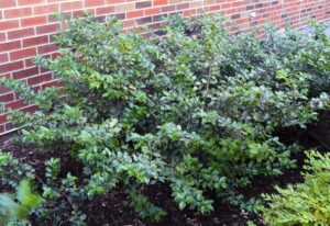 Ilex × meserveae ′Conapry′ [sold as Blue Princess®] - Overall Habit