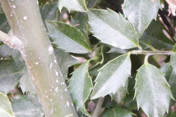 Ilex × meserveae ′Conapry′ [sold as Blue Princess®] - Bark and Foliage