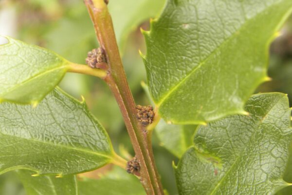 Ilex × meserveae ′Conapry′ [sold as Blue Princess®] - Buds