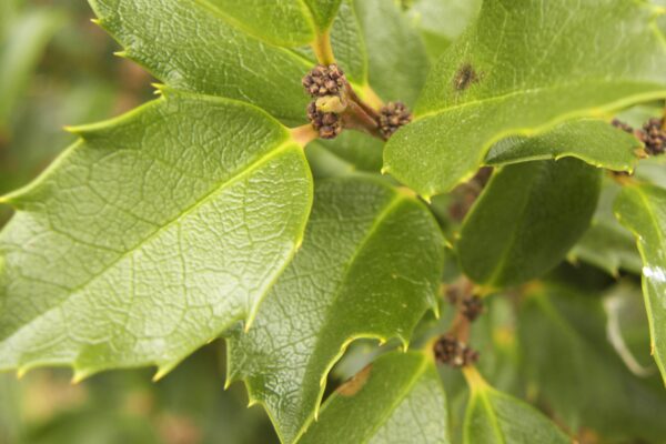 Ilex × meserveae ′Conapry′ [sold as Blue Princess®] - Buds