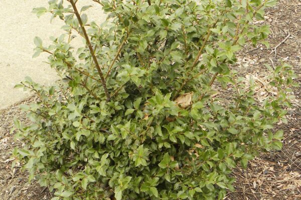Ilex × meserveae ′Conapry′ [sold as Blue Princess®] - Winter Habit