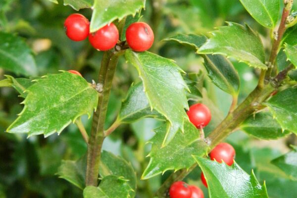 Ilex × meserveae ′Conapry′ [sold as Blue Princess®] - Foliage and Fruit