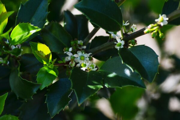 Ilex × meserveae ′Conapry′ [sold as Blue Princess®] - Flowers and Flower Buds