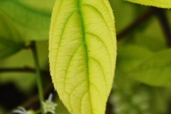 Itea virginica - Leaf