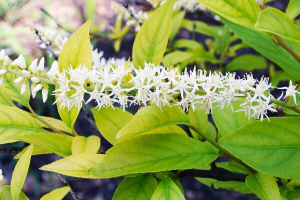 Itea virginica - Flower