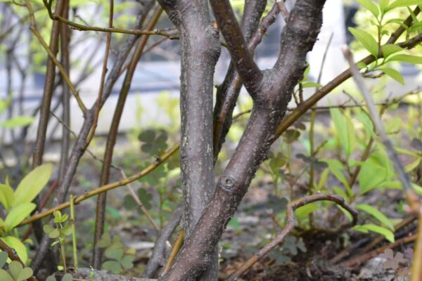 Itea virginica - Bark